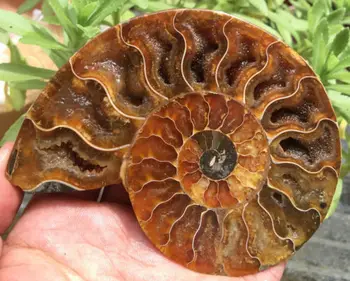 06060 Madagaskaras 1pairs Retų Padalinta Ammonite Iškastinio Pavyzdys Shell