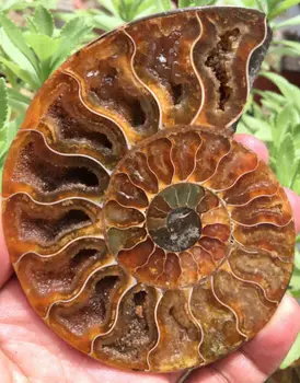 06060 Madagaskaras 1pairs Retų Padalinta Ammonite Iškastinio Pavyzdys Shell
