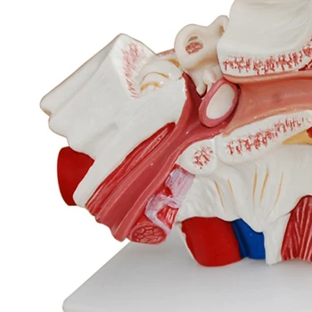 1,5 Karto Žmogaus Ausies Anatomiją Modelis, Kuriame Organų Struktūra Vidurio ir Išorinių Ausų Medicinos Mokymo Reikmenys