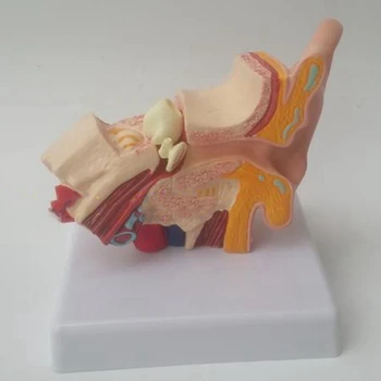 1,5 Karto Žmogaus Ausies Anatomiją Modelis, Kuriame Organų Struktūra Vidurio ir Išorinių Ausų Medicinos Mokymo Reikmenys