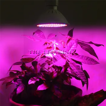 36W200 Led Augti Lempučių Lempa Augalų, Gėlių, Daržovių Auginimo žiburiai Patalpų šiltnamio efektą sukeliančių hydroponics sistema+Stalas Laikiklis Klipas