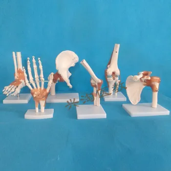 6pcs bendras skeleto modelis Peties, alkūnės, riešo, klubo, kelio ir čiurnos sąnarių modelis žmogaus skeleto modelis