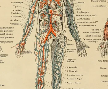 Derliaus Žmogaus Anatomija Medicinos Plakatai ir Spausdina Skeletas Patentų Sienos Meno Tapybos Drobės Nuotraukų Gydytojai Biuro Sienų Dekoras