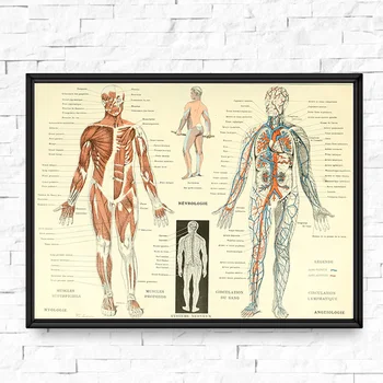 Derliaus Žmogaus Anatomija Medicinos Plakatai ir Spausdina Skeletas Patentų Sienos Meno Tapybos Drobės Nuotraukų Gydytojai Biuro Sienų Dekoras