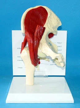 Žmogaus Šlaunies Raumenų Skeleto modelis skeleto Medicinos mokymo modelį nemokamas pristatymas